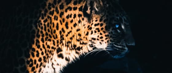 Yggdrasil Partners ReelPlay ќе го ослободи Jaguar SuperWays од Bad Dingo